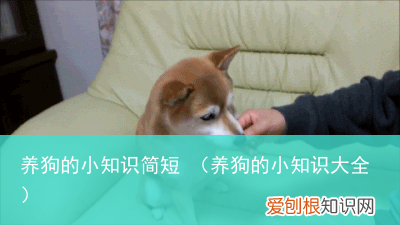 养狗的小知识大全 养狗的小知识简短