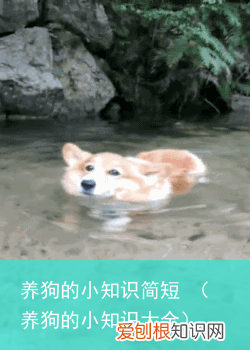 养狗的小知识大全 养狗的小知识简短
