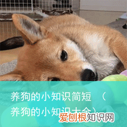 养狗的小知识大全 养狗的小知识简短