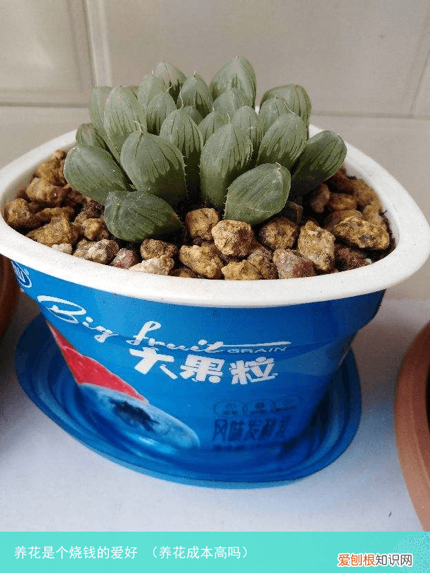 养花成本高吗 养花是个烧钱的爱好