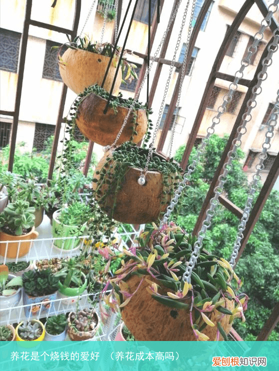 养花成本高吗 养花是个烧钱的爱好