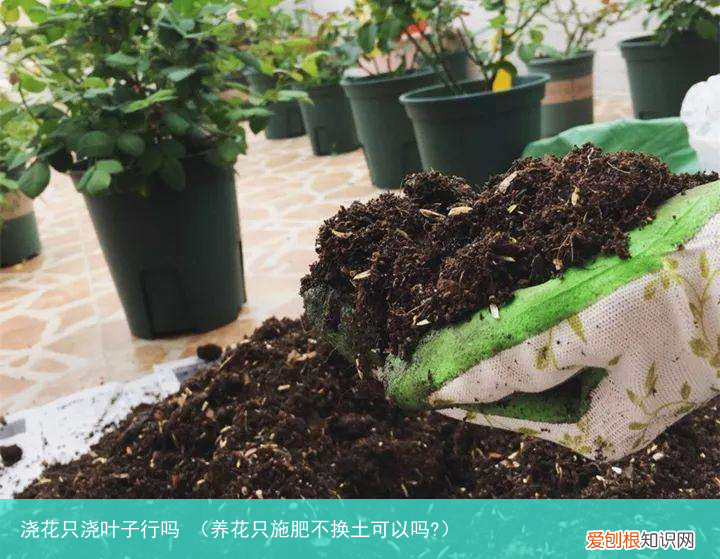 养花只施肥不换土可以吗? 浇花只浇叶子行吗