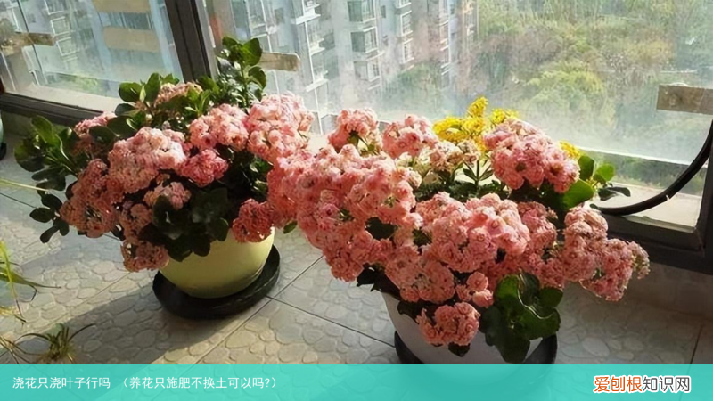 养花只施肥不换土可以吗? 浇花只浇叶子行吗