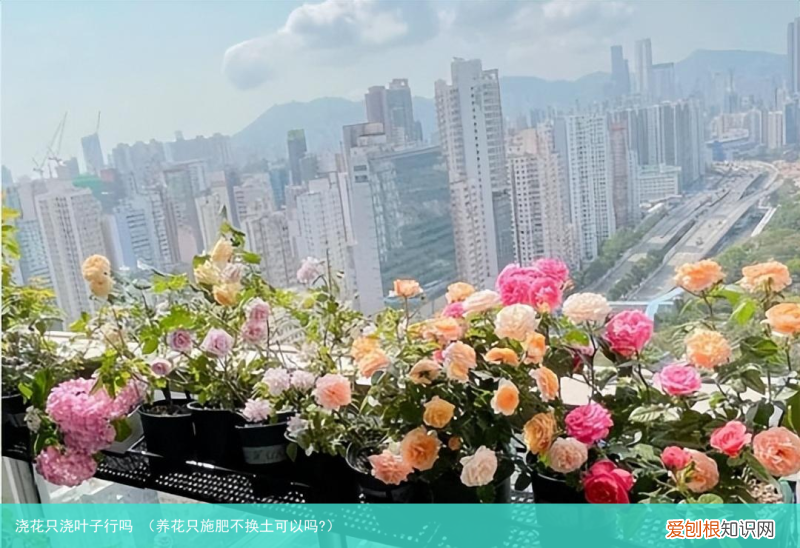 养花只施肥不换土可以吗? 浇花只浇叶子行吗