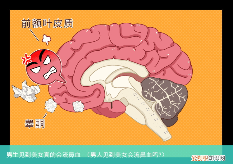 男人见到美女会流鼻血吗? 男生见到美女真的会流鼻血