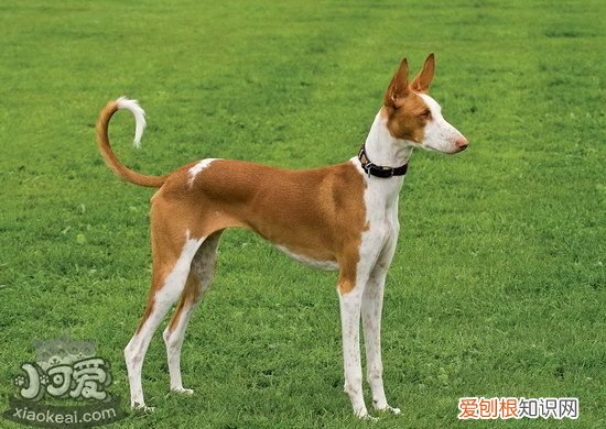 伊比赞猎犬卧倒怎么训练，伊比赞猎犬趴下训练教程