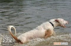 伊比赞猎犬怎么训练，伊比赞猎犬训练技巧，猎犬怎么训练最好