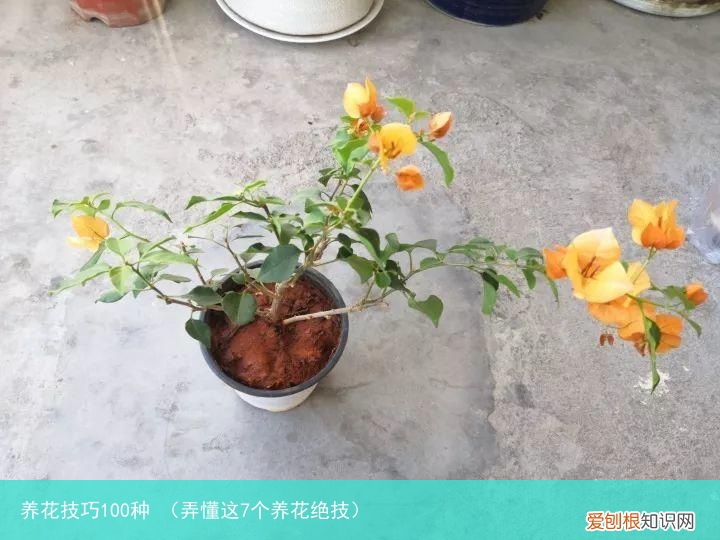 弄懂这7个养花绝技 养花技巧100种