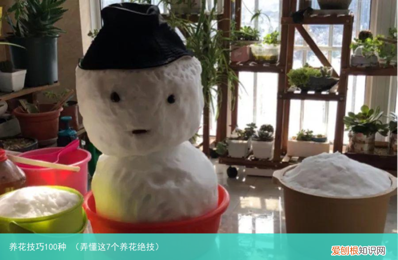 弄懂这7个养花绝技 养花技巧100种