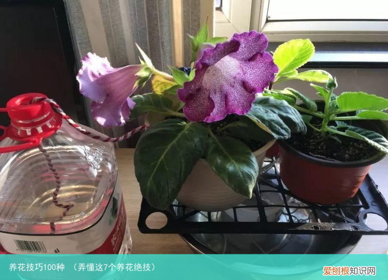 弄懂这7个养花绝技 养花技巧100种