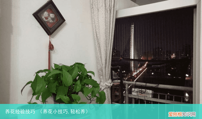 养花小技巧,轻松养 养花经验技巧