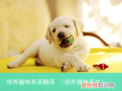 领养猫咪英文 领养猫咪英语翻译