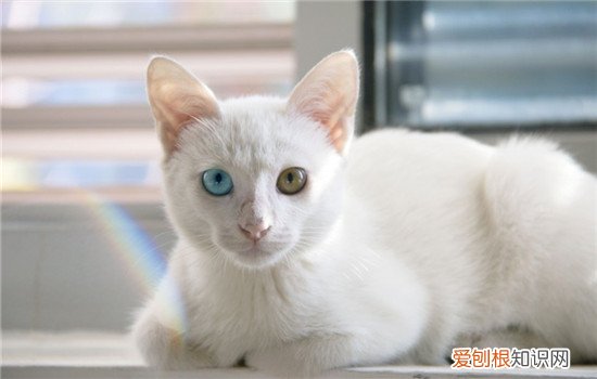 猫眼睛变色是因为什么,猫眼睛变色的原因,猫什么时候眼睛变色,猫的眼睛猫的眼睛为什么会变色