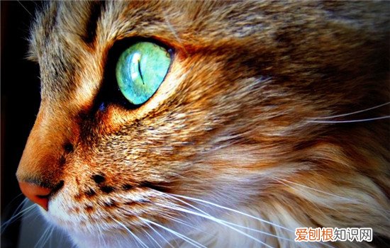 猫眼睛变色是因为什么,猫眼睛变色的原因,猫什么时候眼睛变色,猫的眼睛猫的眼睛为什么会变色
