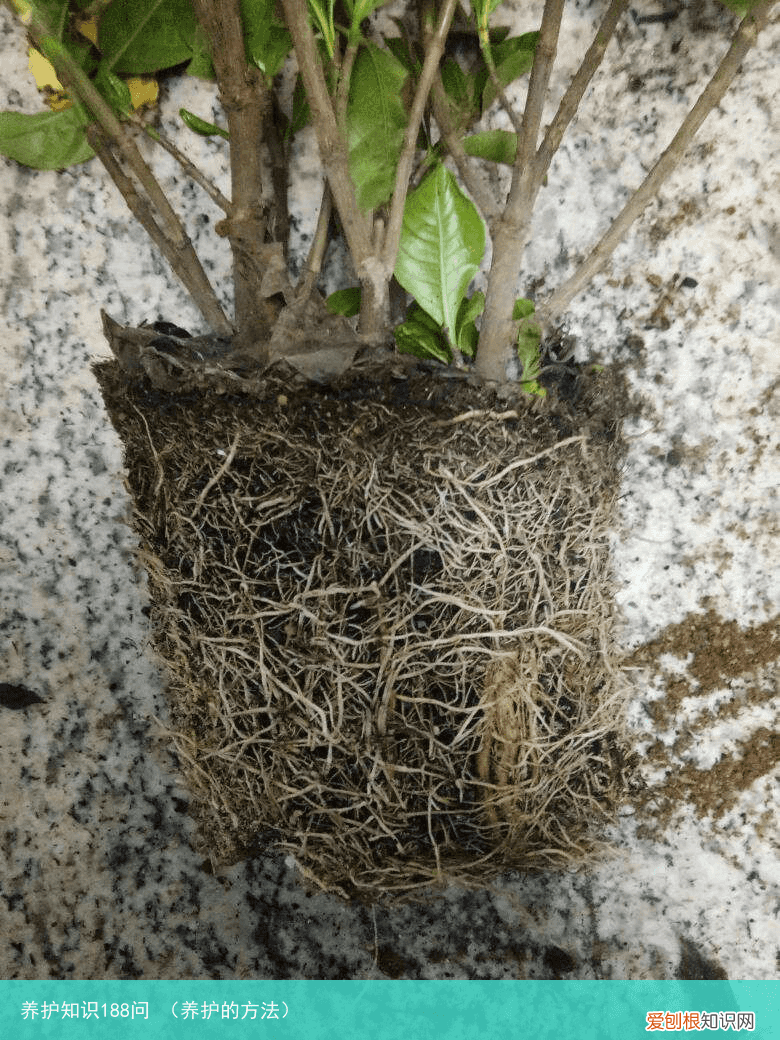 养护的方法 养护知识188问