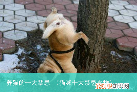 猫咪十大禁忌食物 养猫的十大禁忌