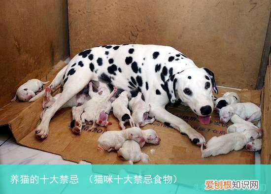 猫咪十大禁忌食物 养猫的十大禁忌