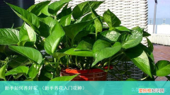新手养花入门花种 新手如何养好花
