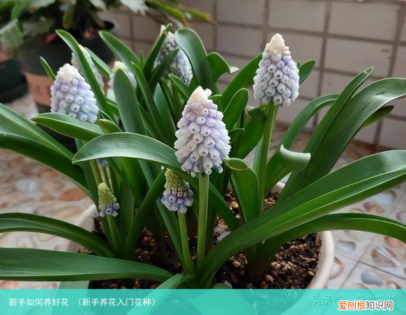 新手养花入门花种 新手如何养好花