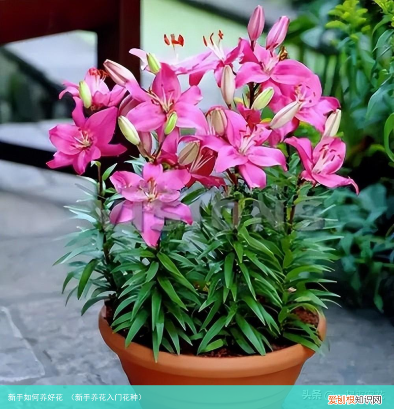 新手养花入门花种 新手如何养好花