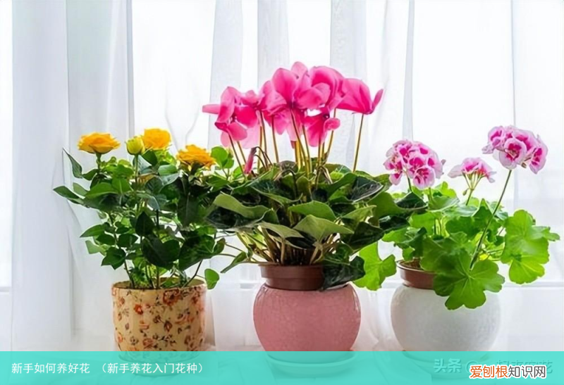 新手养花入门花种 新手如何养好花