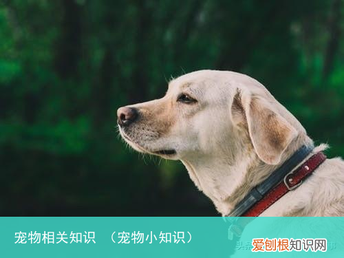 宠物小知识 宠物相关知识