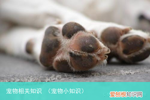 宠物小知识 宠物相关知识