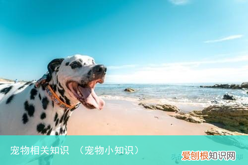 宠物小知识 宠物相关知识
