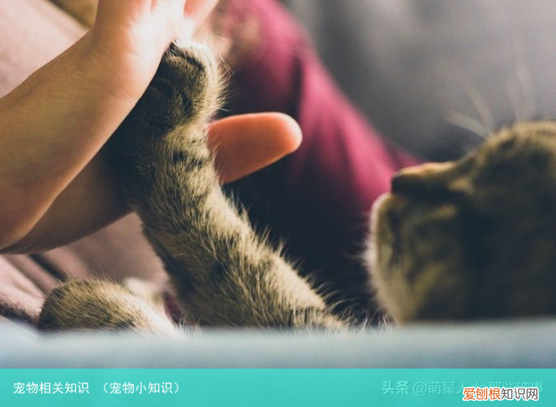 宠物小知识 宠物相关知识