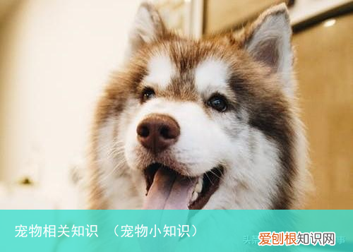宠物小知识 宠物相关知识