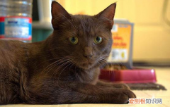 猫肛门腺一定要挤吗，猫的肛门腺一定要挤吗