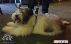 西藏梗随行怎么训练，西藏梗出门随行训练方法