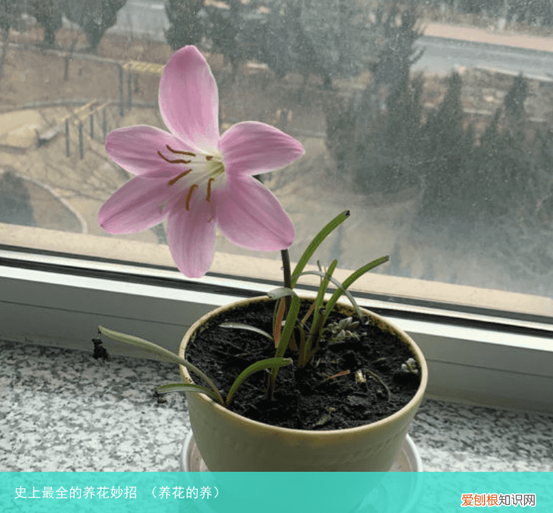 养花的养 史上最全的养花妙招