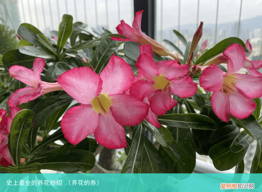 养花的养 史上最全的养花妙招