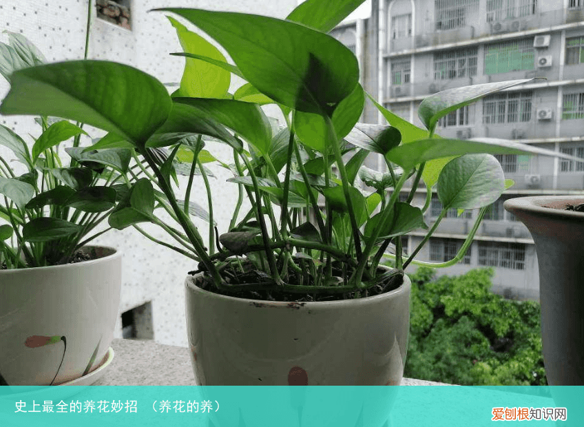 养花的养 史上最全的养花妙招