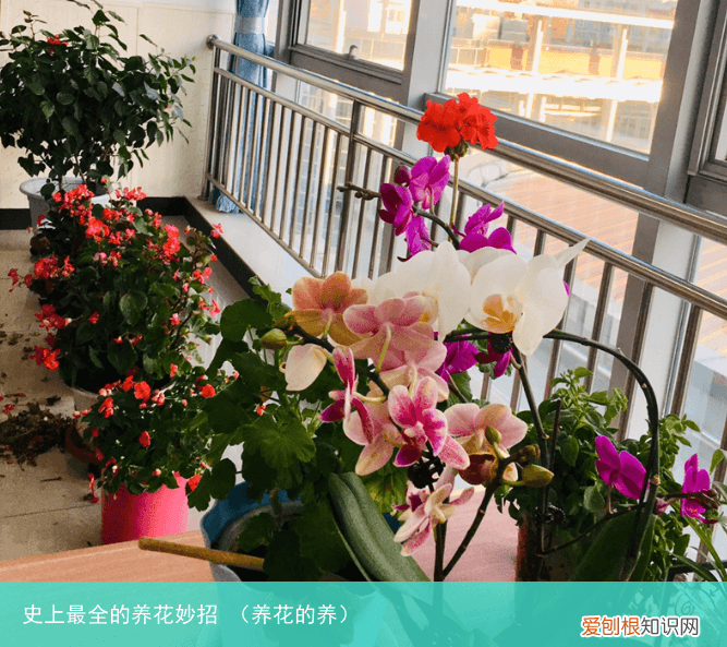 养花的养 史上最全的养花妙招