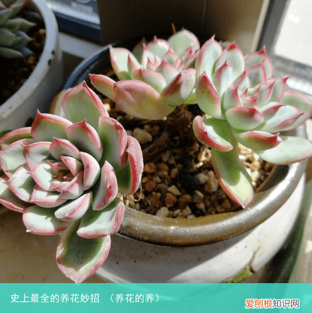 养花的养 史上最全的养花妙招