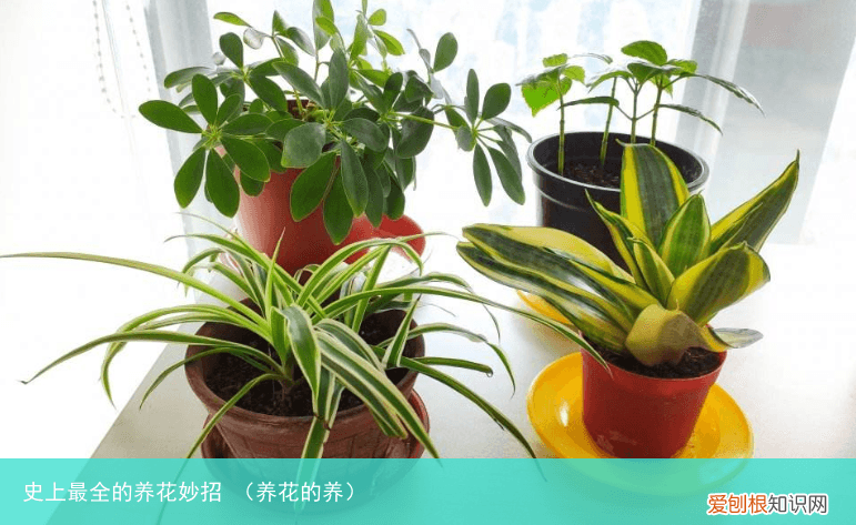 养花的养 史上最全的养花妙招