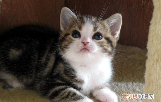猫咪结膜炎和猫鼻支的区别，猫咪结膜炎是猫鼻支吗