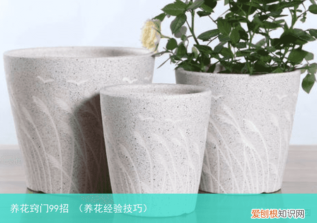 养花经验技巧 养花窍门99招