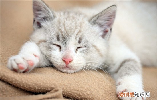 人感冒会传染给猫吗,人感冒会不会传染给猫,主人感冒会传染给猫吗，人会把感冒传染给猫么