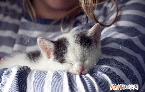 人感冒会传染给猫吗,人感冒会不会传染给猫,主人感冒会传染给猫吗，人会把感冒传染给猫么