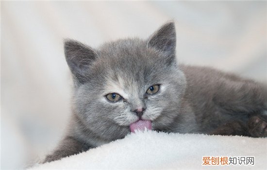 猫咪导尿后还是尿不出,猫咪导尿后的症状,猫咪导尿后尿血，猫咪导尿导出来的都是血