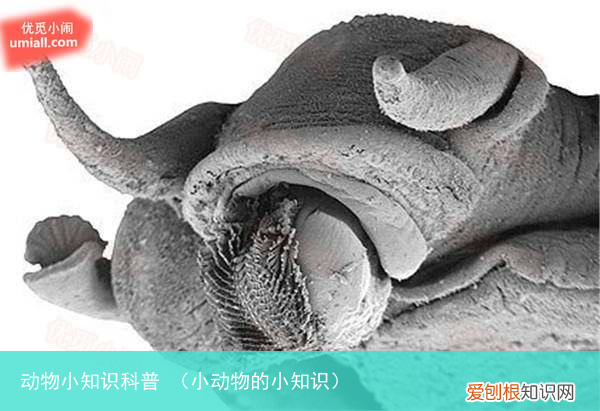 小动物的小知识 动物小知识科普