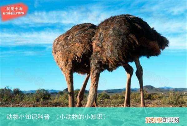 小动物的小知识 动物小知识科普