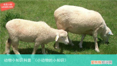 小动物的小知识 动物小知识科普