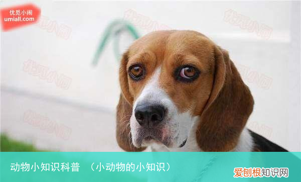小动物的小知识 动物小知识科普