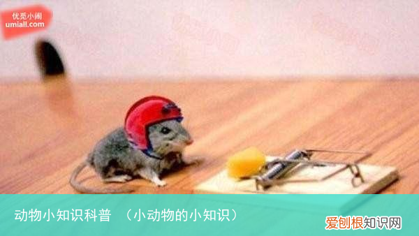 小动物的小知识 动物小知识科普