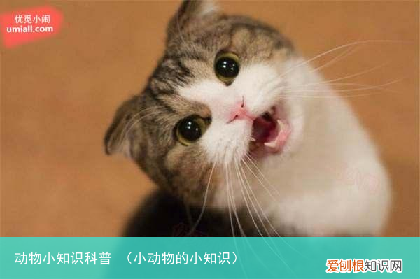 小动物的小知识 动物小知识科普
