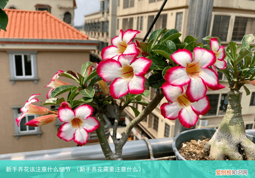新手养花需要注意什么 新手养花该注意什么细节